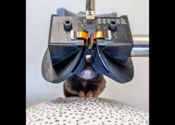 Researchers Develop Miniature VR Goggles for Mice